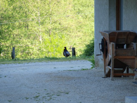 Côôco dans la cour.